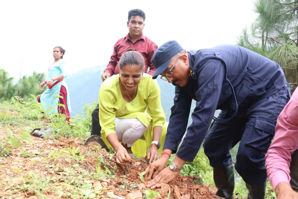 सरङकोटमा सारङ्गी बनाउन प्रयोग हुने गिठीका बिरुवा रोपियो
