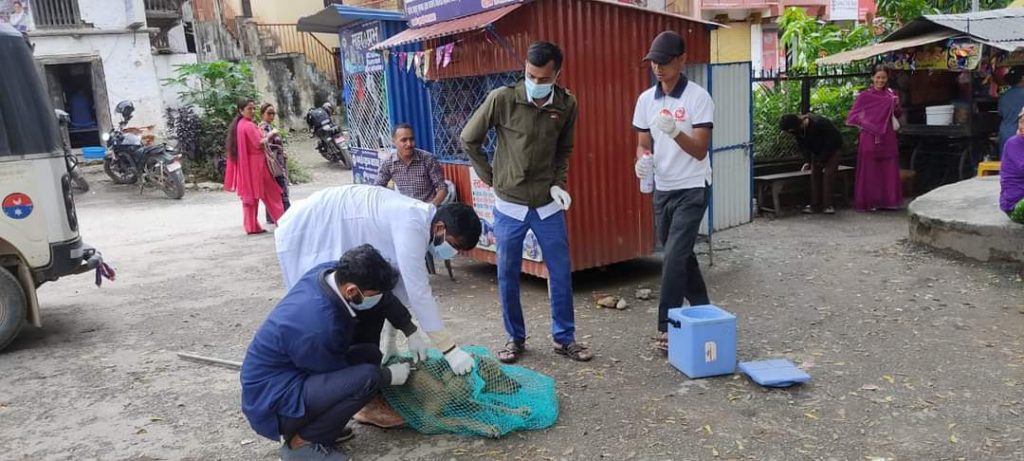 सडकका १ सय बढी कुकुरलाई रेबिज विरुद्धको खोप लगाइयो