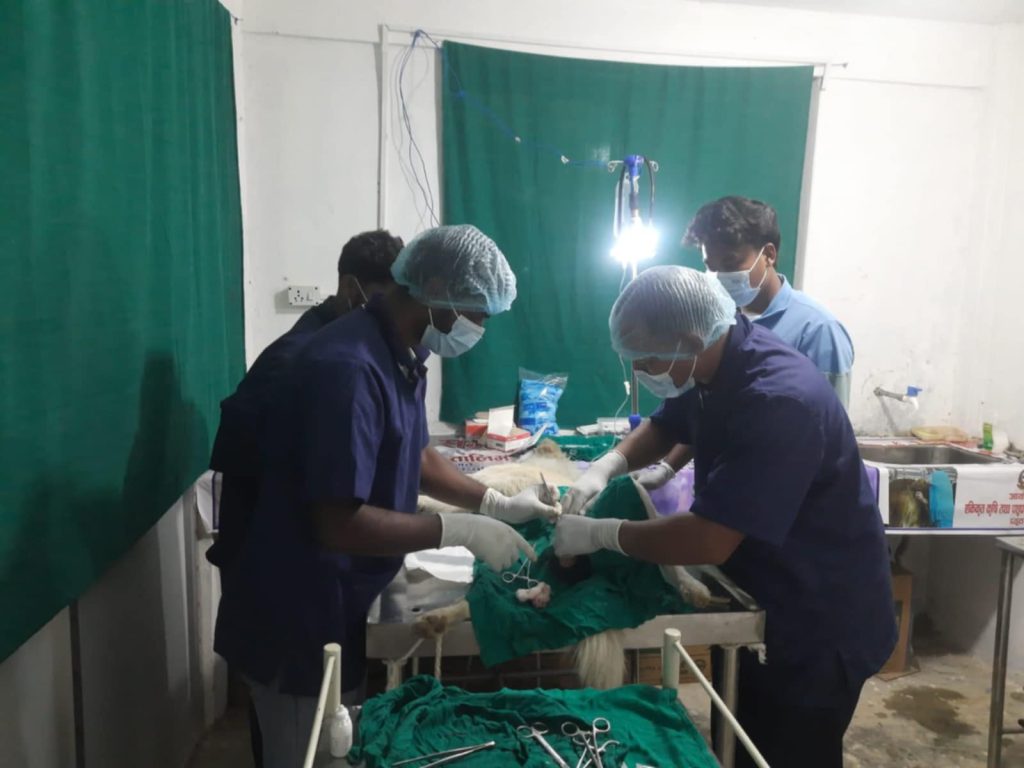 रेबिज रोग नियन्त्रण गर्न प्युठानमा सामुदायिक तथा घर पालुवा कुकुरको बन्ध्याकरण