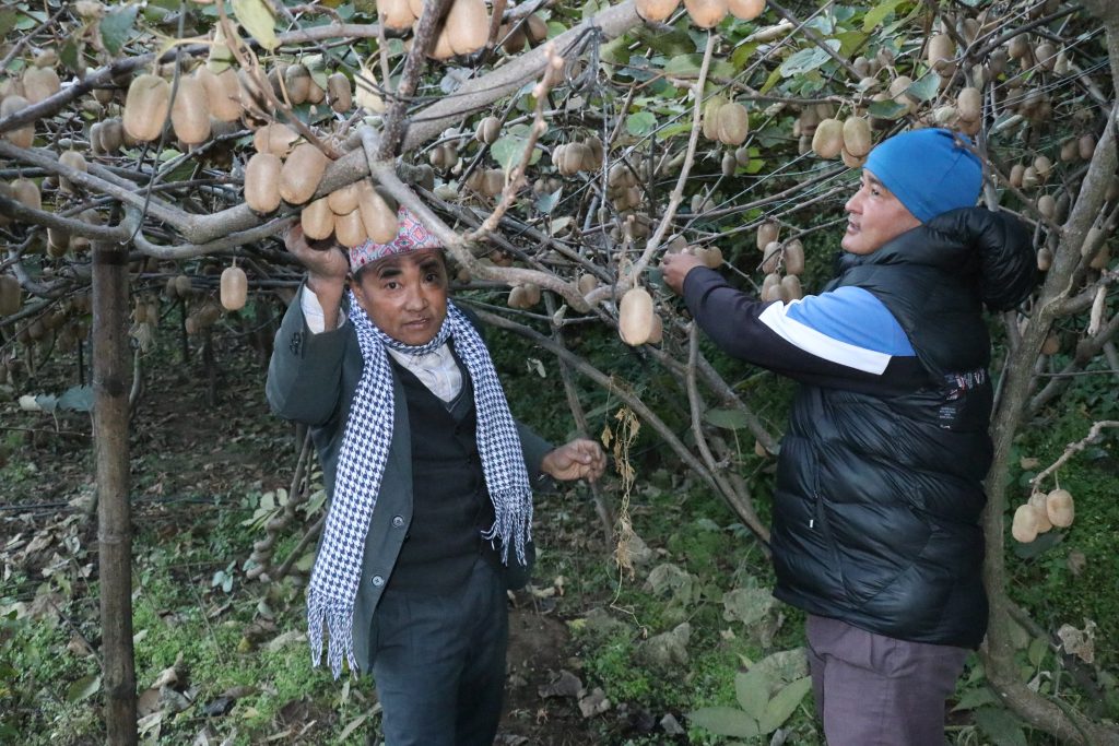प्यूठानमा फस्टाउदो किबी खेती