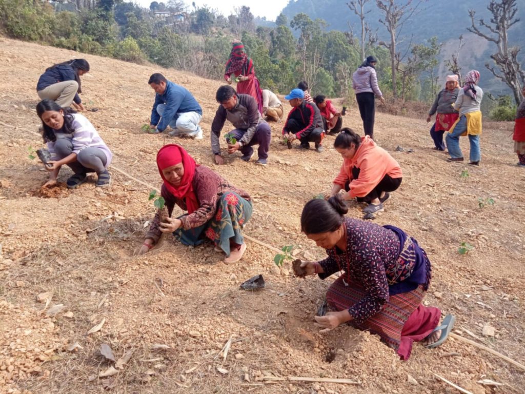 मल्लरानी ५ सरङकोटका युवाहरु सामुहिक कृषि कर्ममा जुट्दै