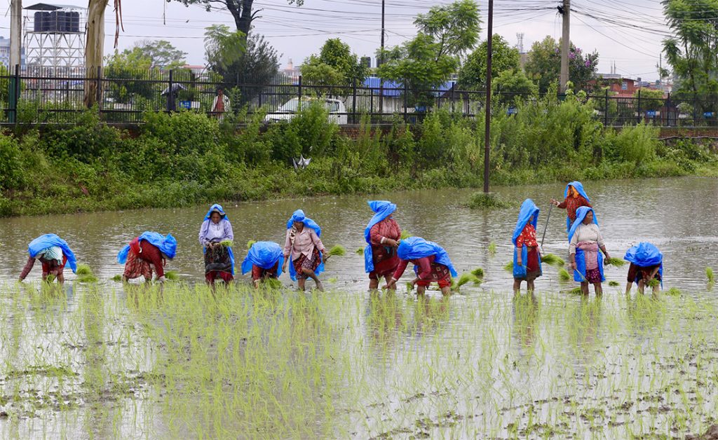 असार १५ : धान दिवस र दही चिउराको सांस्कृतिक पर्व मनाइँदै