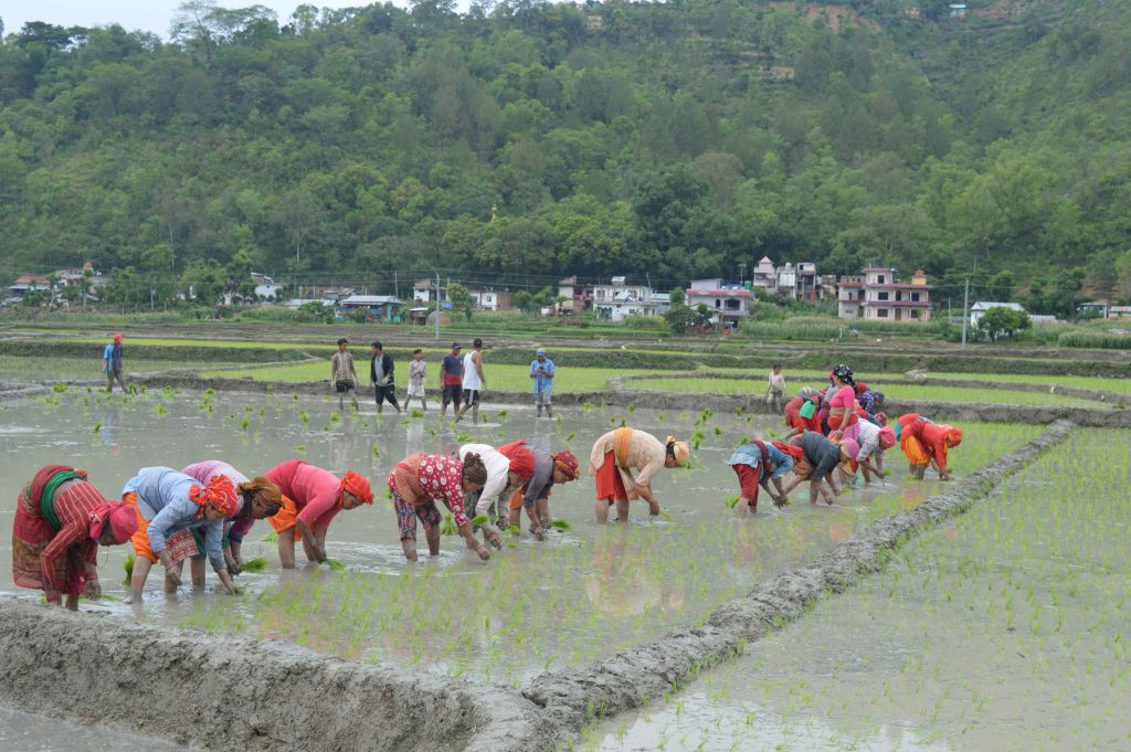 प्युठानमा ९७ प्रतिशत रोपाइँ सकियो