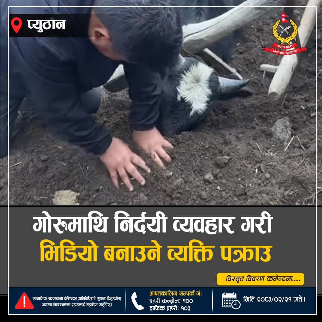गोरुलाई कुटपिट गर्ने ब्यक्ति पक्राउ