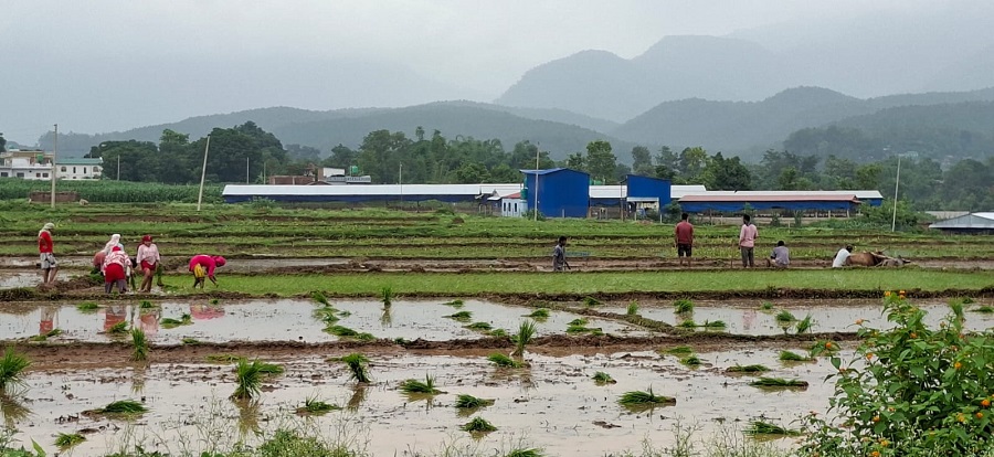 दाङमा ७७ प्रतिशत रोपाइँ