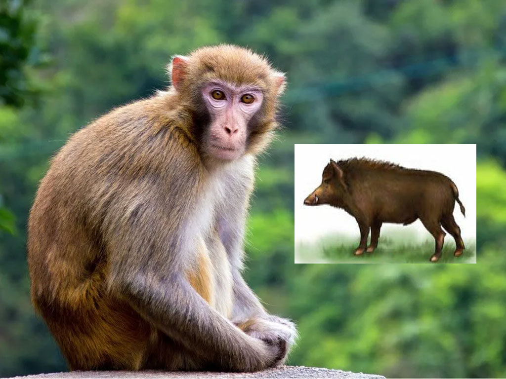 बाँदर–बँदेल रोक्न दिनमा हेरालु, रातमा काँडेतार